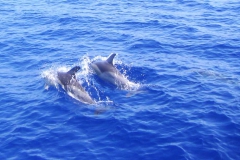 Al Mare Charter